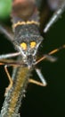 Close up of a leaf-footed bug on a stick