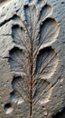 Close Up of Leaf Fossil Embedded in Textured Stone Surface Royalty Free Stock Photo