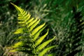 Close-up leaf of green fern with sunlight Royalty Free Stock Photo