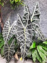 Close-up of leaf green (Alocasia odora) outdoors