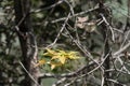 leaf of Green mix red Maple tree Royalty Free Stock Photo