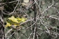 leaf of Green mix red Maple tree Royalty Free Stock Photo