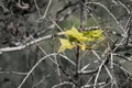 leaf of Green mix red Maple tree Royalty Free Stock Photo