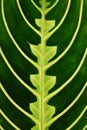 Close up of leaf of tropical \'Maranta Leuconeura Lemon Lime\' houseplant Royalty Free Stock Photo