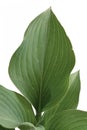 Close Up Of Leaf Of `Hosta Halcyon` Plant On White Background