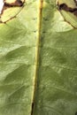 Close up of Leaf insect, Phyllium giganteum Royalty Free Stock Photo