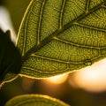 Patterns, backlit by sunlight. The leaf s translucent green surface Royalty Free Stock Photo