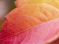 Close up leaf iris red orange with bokeh, autumn background Royalty Free Stock Photo