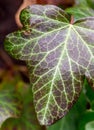 Close up of the leaf of an ivy plant Royalty Free Stock Photo