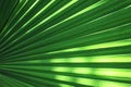 Close up leaf and leaf nervature of palm tree Washingtonia robusta