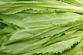 Leaf lettuce