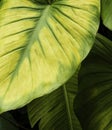 Close up leaf. Macro photo Royalty Free Stock Photo