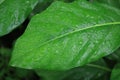 Close up leaf Noni in the garden