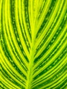 Canna green leaf photo. Botanical texture in stripes. Royalty Free Stock Photo