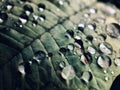 Close-Up Of Leaf with Rain drops Royalty Free Stock Photo