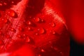 Close-up of a leaf of red tulip in drops of water under the rays of sunlight Royalty Free Stock Photo