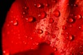 Close-up of a leaf of red tulip in drops of water under the rays of sunlight Royalty Free Stock Photo