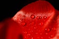 Close-up of a leaf of red tulip in drops of water under the rays of sunlight Royalty Free Stock Photo