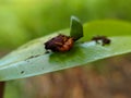 close up of a leaf roller beetle from the family Attelabidae Royalty Free Stock Photo