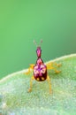 Close up Leaf Rolling Weevil or Giraffe Weevil