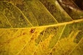 close-up of leaf\'s midrib and vein