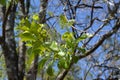 Close up leaf santalum album defocused baground again