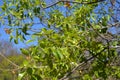 Close up leaf santalum album defocused baground again