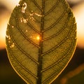 The leaf is partially damaged with small holes, adding texture and detail Royalty Free Stock Photo
