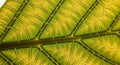 Close-up of a leaf showing its intricate network of veins. The leaf exhibits a blend of green and Royalty Free Stock Photo