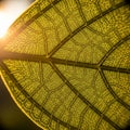Leaf is backlit by sunlight highlighting the detailed web like Royalty Free Stock Photo