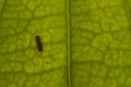 close up of a leaf with silhouette of a caterpillar