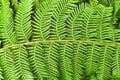 Close up of leaf of soft tree fern