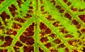 Close up of a leaf starting to wither