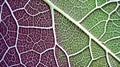 Close-up of a leaf structure showing intricate vein patterns with a gradient of green to purple colors for capturing