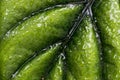 Close up of leaf textures with water droplets after rain Royalty Free Stock Photo