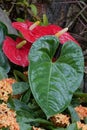 Anthurium scherzerianum Royalty Free Stock Photo