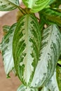 Leaf of tropical \'Aglaonema Silver Bay\' houseplant with silver pattern Royalty Free Stock Photo
