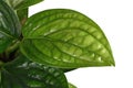 Close up of leaf of tropical `Monstera Sp. Peru`, also called `Monstera Karstenianum`, house plant with iridescent texture