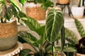 Close up of leaf of tropical `Philodendron Melanochrysum` houseplant