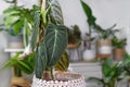 Close up of leaf of tropical `Philodendron Melanochrysum` houseplant