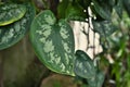 Close up of leaf of tropical `Scindapsus Pictus Argyraeus`, also called `Satin Pothos` with velvet texture and silver spots