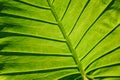 Close-up of leaf veins, giant elephant ear or green taro