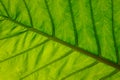 Close-up of leaf veins, giant elephant ear or green taro Royalty Free Stock Photo