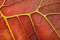 close-up of leaf veins in vivid fall colors