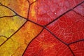 close-up of leaf veins in vivid fall colors