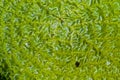 Close up leaf of a Victoria Amazonica Royalty Free Stock Photo