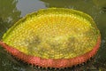 Close up leaf of a Victoria Amazonica or Victoria Regia, the lar Royalty Free Stock Photo