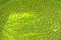 Close up leaf of a Victoria Amazonica or Victoria Regia, the lar Royalty Free Stock Photo