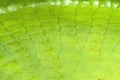 Close up leaf of a Victoria Amazonica or Victoria Regia Royalty Free Stock Photo