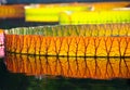 A leaf of a giant water lily, Victoria Regia, floats in the pond Royalty Free Stock Photo